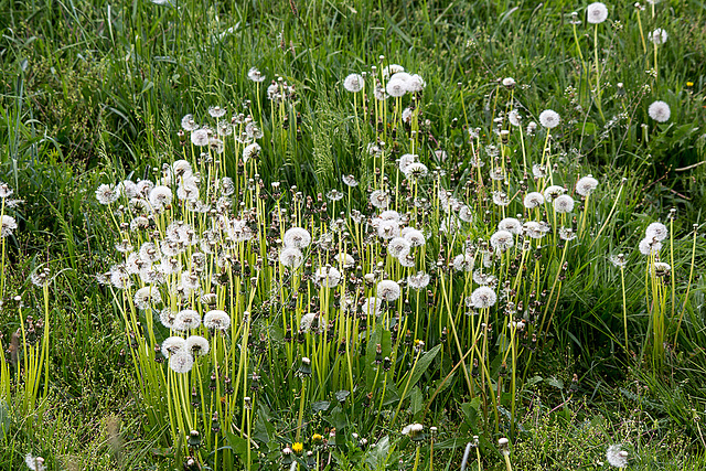 20140502 2075VRTw [D-HVL] Löwenzahn, Havelland