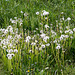 20140502 2075VRTw [D-HVL] Löwenzahn, Havelland