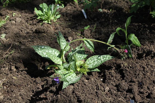 Pulmonaire officinale