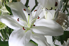 Lily detail
