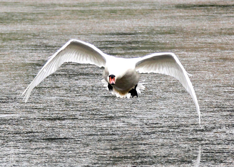 Schwan
