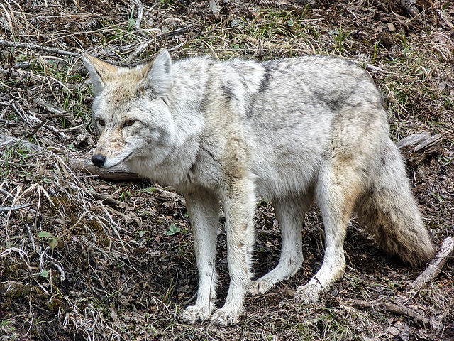 Hunting for lunch