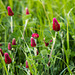 20140502 2071VRTw [D-HVL] Inkarnat-Klee (Trifolium incarnatum) [Blutklee] [Rosenklee] [Italienischer Klee], Havelland