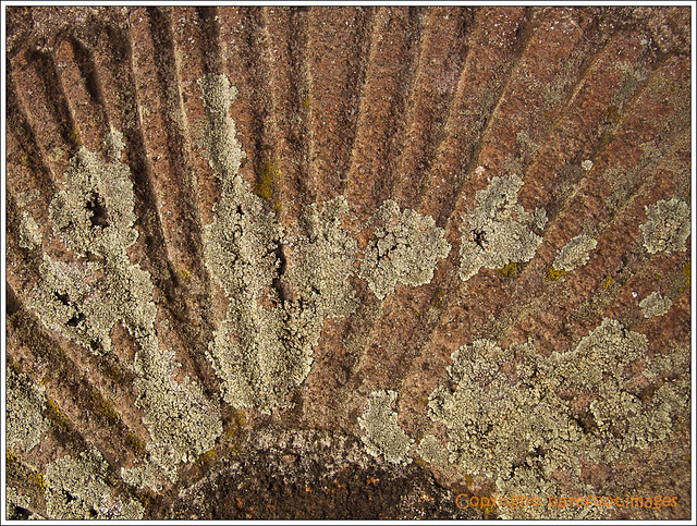 lichen on millstone