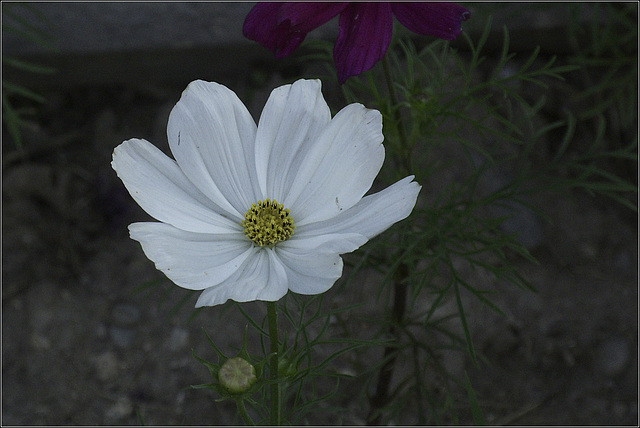 Cosmos