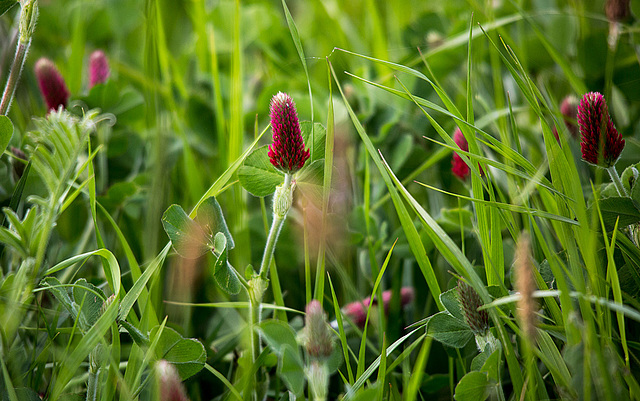 20140502 2070VRTw [D-HVL] Inkarnat-Klee (Trifolium incarnatum) [Blutklee] [Rosenklee] [Italienischer Klee], Havelland