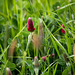 20140502 2070VRTw [D-HVL] Inkarnat-Klee (Trifolium incarnatum) [Blutklee] [Rosenklee] [Italienischer Klee], Havelland
