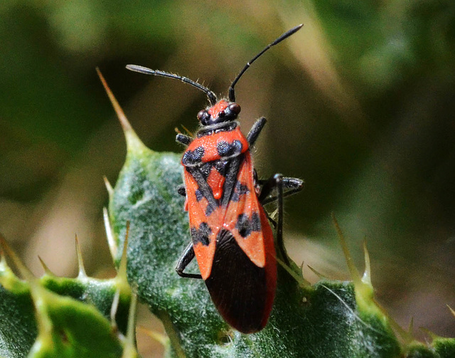 Corizus hyoscyami. Family: Scentless Plant Bugs (Rhopalidae).