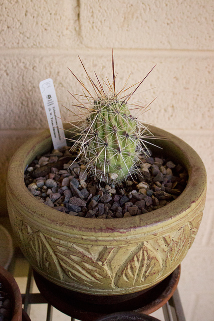 Strawberry Hedgehog (Echinocereus stramineus)