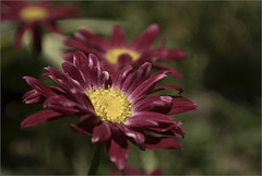 Painted Daisies