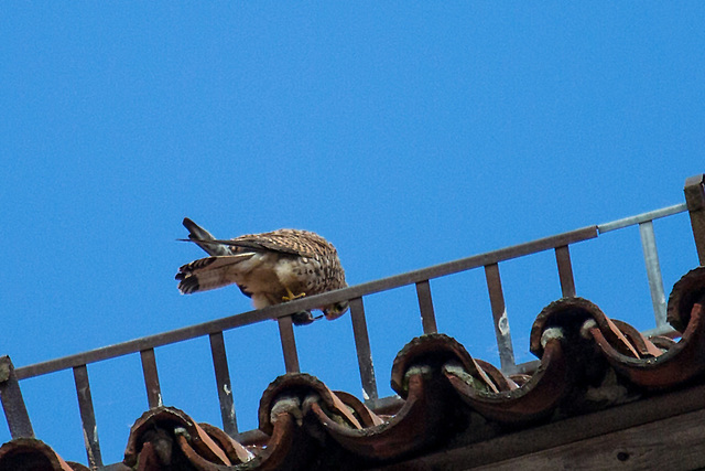 20140502 2061VRAw [D-HV] Turmfalke (Falco tinnunculus), Dom, Hansestadt Havelberg, Landkreis Stendahl