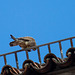 20140502 2061VRAw [D-HV] Turmfalke (Falco tinnunculus), Dom, Hansestadt Havelberg, Landkreis Stendahl