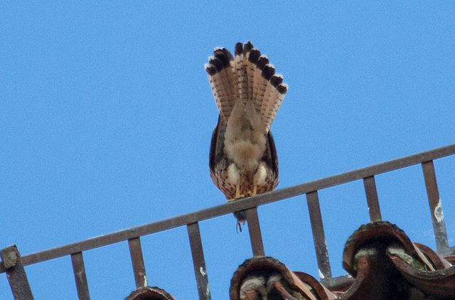 20140502 2060VRAw [D-HV] Turmfalke (Falco tinnunculus), Dom, Hansestadt Havelberg, Landkreis Stendahl