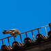 20140502 2059VRAw [D-HV] Turmfalke (Falco tinnunculus), Dom, Hansestadt Havelberg, Landkreis Stendahl