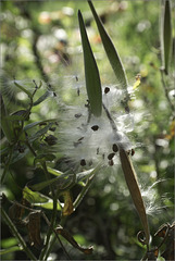 Butterfly Weed