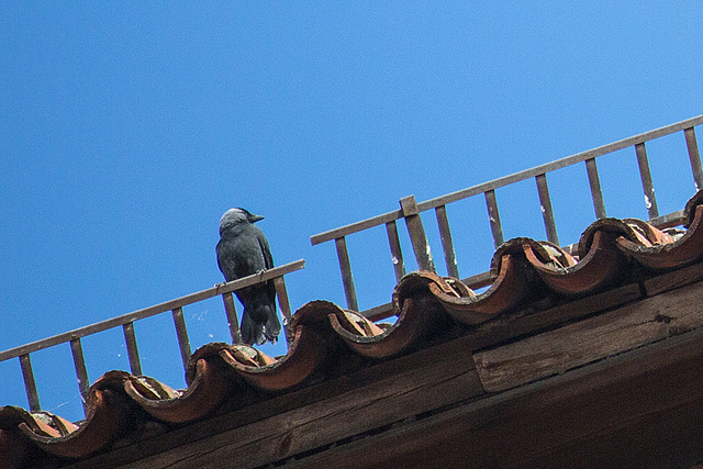 20140502 2058VRAw [D-HV] Nebelkrähe (Corvus cornix), Dom, Hansestadt Havelberg, Landkreis Stendahl