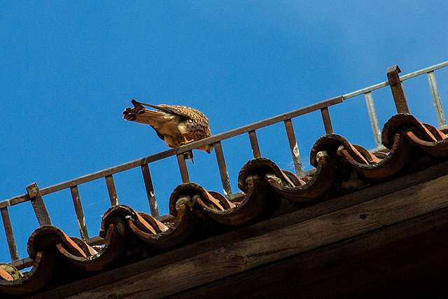 20140502 2057VRAw [D-HV] Turmfalke (Falco tinnunculus), Dom, Hansestadt Havelberg, Landkreis Stendahl