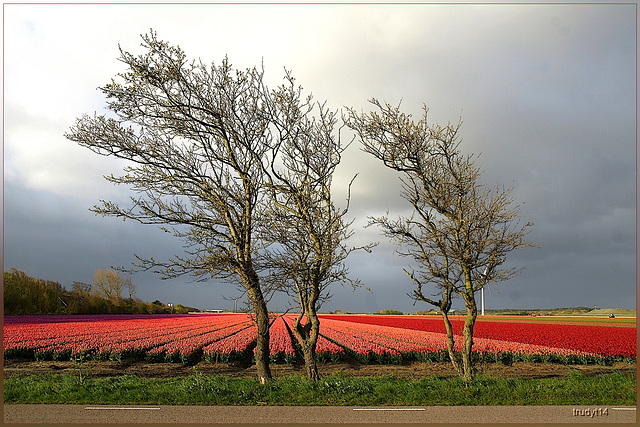 tulipfields and group of trees
