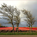 tulipfields and group of trees