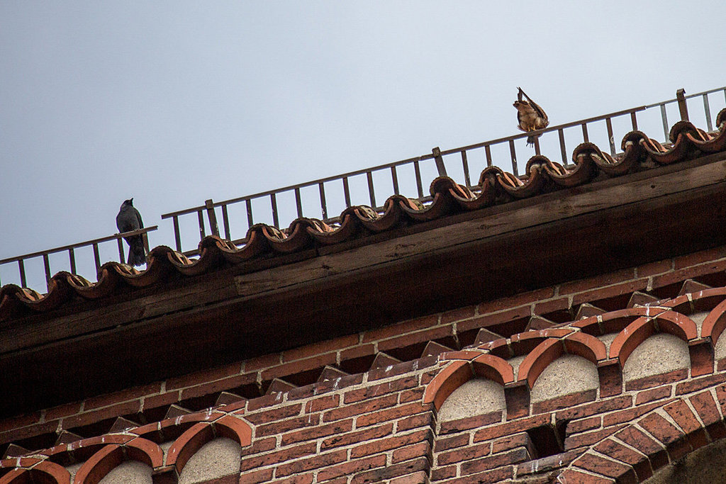 20140502 2055VRAw [D-HV] Nebelkrähe (Corvus cornix), Turmfalke (Falco tinnunculus), Dom, Hansestadt Havelberg, Landkreis Stendahl