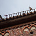 20140502 2055VRAw [D-HV] Nebelkrähe (Corvus cornix), Turmfalke (Falco tinnunculus), Dom, Hansestadt Havelberg, Landkreis Stendahl