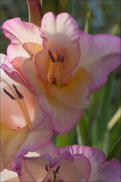 Gladiolus