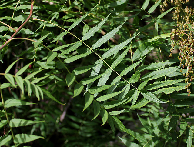 Sorbaria sorbifolia