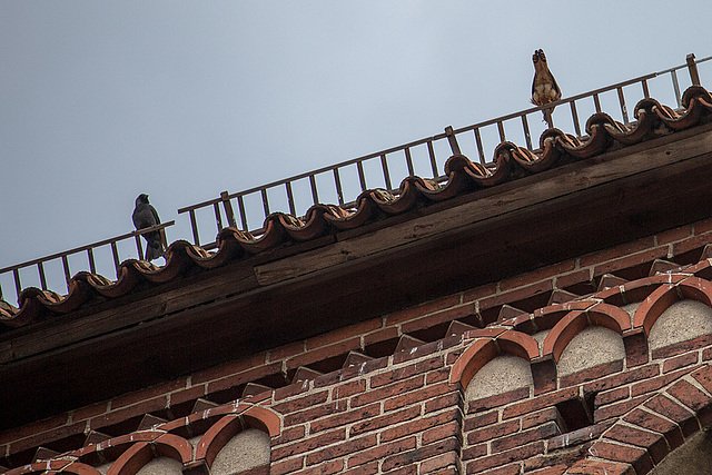 20140502 2053VRAw [D-HV] Nebelkrähe (Corvus cornix), Turmfalke (Falco tinnunculus), Dom, Hansestadt Havelberg, Landkreis Stendahl