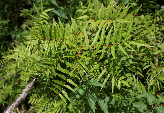 Sorbaria sorbifolia (2)