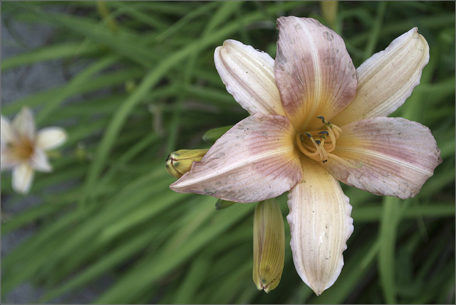 Daylily