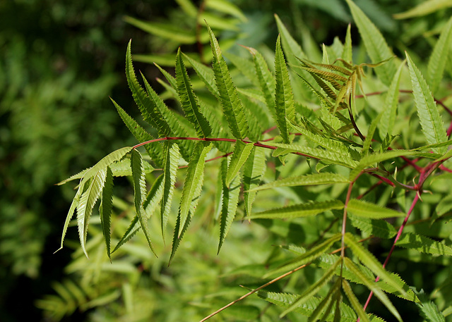 Sorbaria sorbifolia (3)