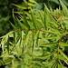 Sorbaria sorbifolia (3)