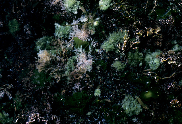 tidepool