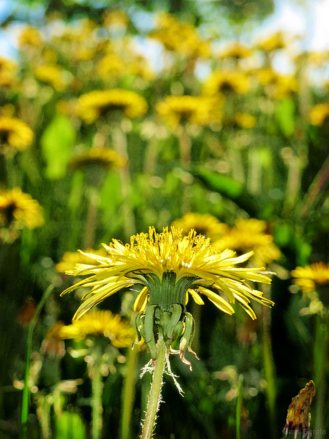 Dandelion season