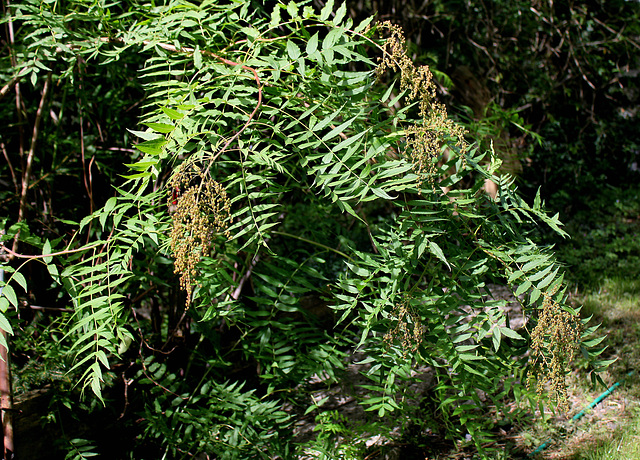 Sorbaria sorbifolia