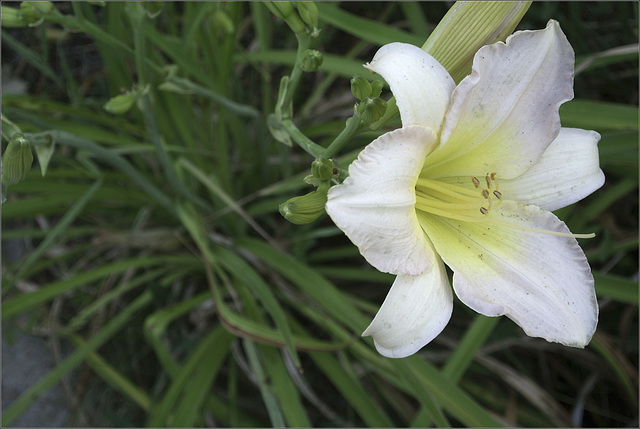Daylily