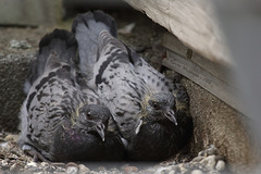 Schwänzchen in die Höh - Taubenkinder (25. 4. 2014)