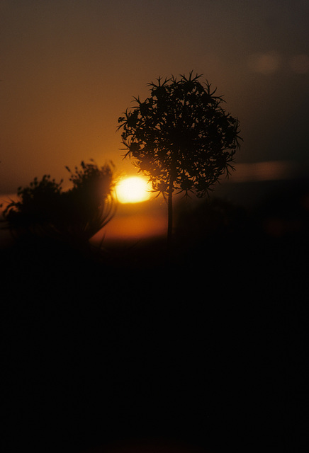 sunset with Queen Anne's lace