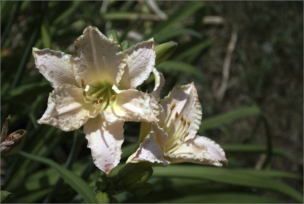 Daylilies