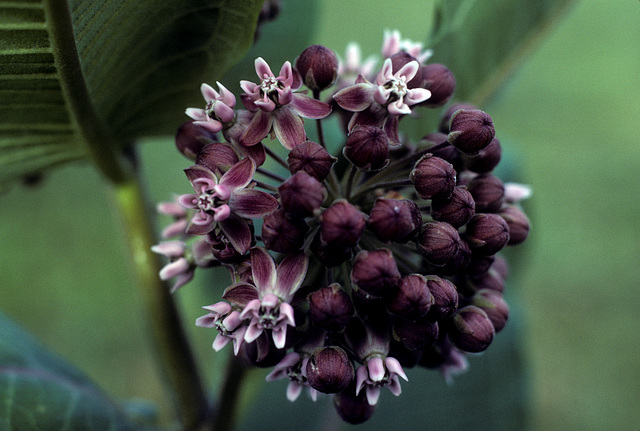 milkweed