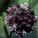 milkweed