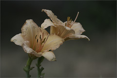 Daylilies