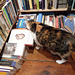 Sellers Books' cat