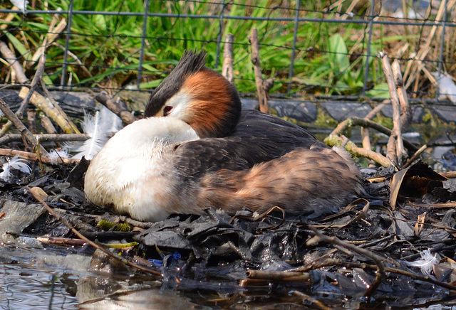 Great Crested Grebe nesting