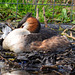 Great Crested Grebe nesting