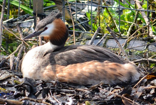 Great Crested Grebe nesting