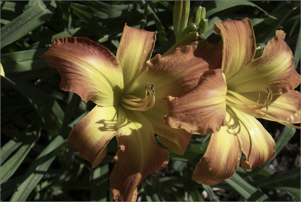 Daylilies, by the Library