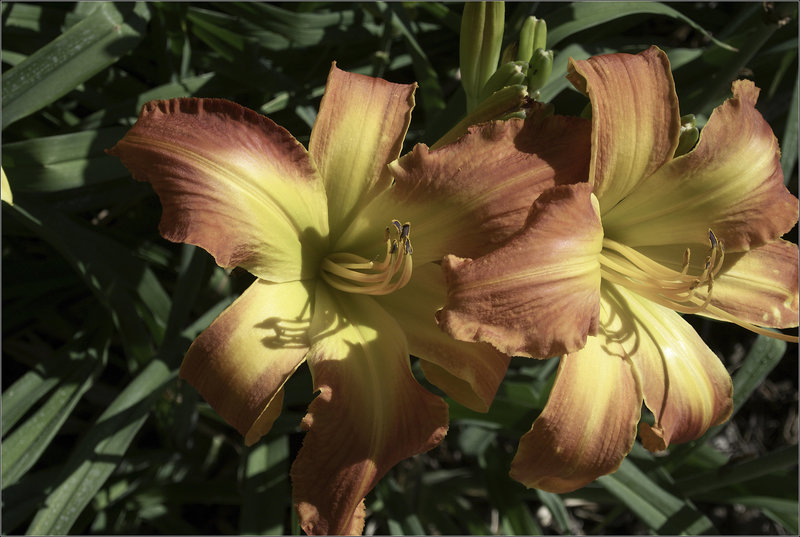 Daylilies, by the Library