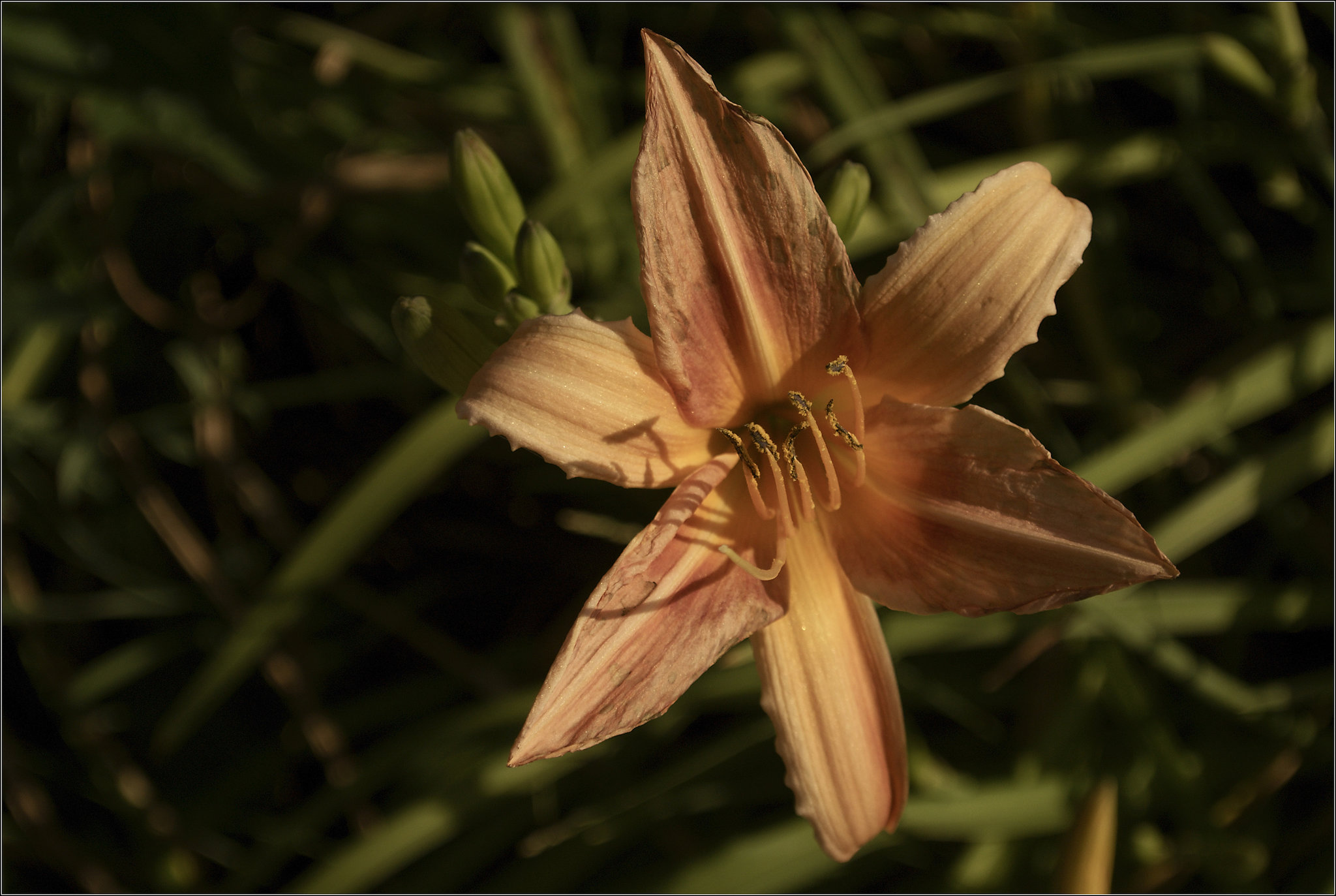 Daylily