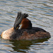 Male Great Crested Grebe